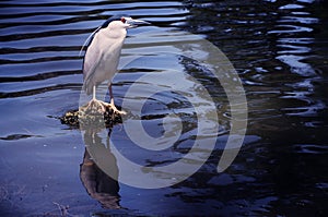 Bird standing on small island on the lake