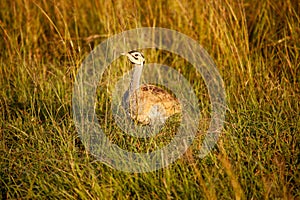 A bird is standing in tall grass