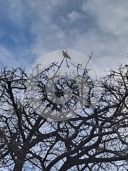 Bird standing at top of leave-less tree branches at blue sky