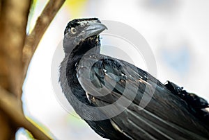 a bird that is standing in a tree trunk looking at the camera