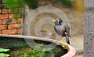 Bird stands on the brink jar