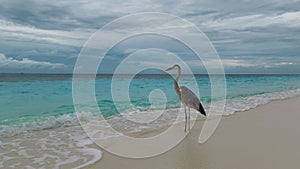 Bird stands on sandy ocean coastline against stormy sky