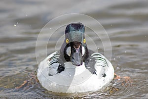 Bird stare. Goldeneye duck with hypnotic gaze staring at camera.