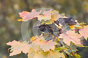Bird Starling among maple leaves in autumn