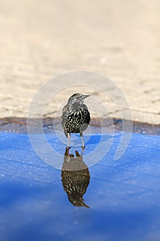 Bird starling stands in a city park in a puddle of blue water in sunny spring