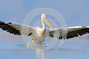 Bird start in the water. Dalmatian pelican, Pelecanus crispus, landing in Lake Kerkini, Greece. Pelican with open wings. Wildlife