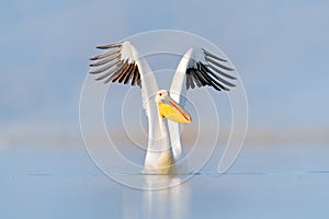 Bird start in the water. Dalmatian pelican, Pelecanus crispus, landing in Lake Kerkini, Greece. Pelican with open wings. Wildlife