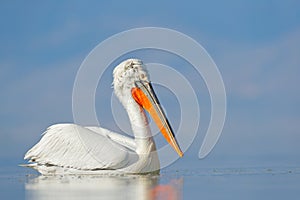 Bird start in the water. Dalmatian pelican, Pelecanus crispus, landing in Lake Kerkini, Greece. Pelican with open wings. Wildlife