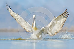 Bird start in the water. Dalmatian pelican, Pelecanus crispus, landing in Lake Kerkini, Greece. Pelican with open wings. Wildlife
