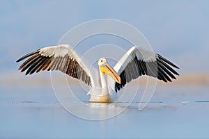 Bird start in the water. Dalmatian pelican, Pelecanus crispus, landing in Lake Kerkini, Greece. Pelican with open wings. Wildlife