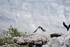 A Bird Starting To Fly in the valley of `Cola de Caballo`, Aragon, Spain
