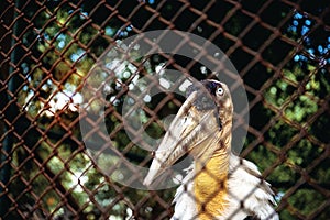 Bird in steel cage.