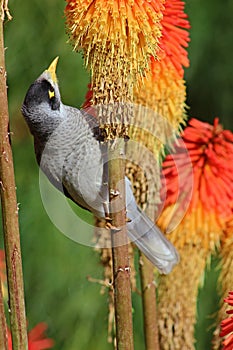 Bird on the stem of the plant
