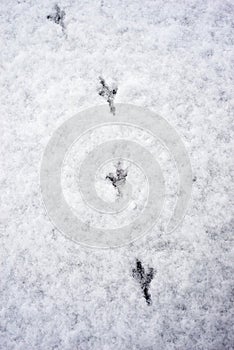 bird steps in the snow