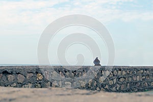A bird on a stone fence, beyond which the sea and sky. The concept of loneliness