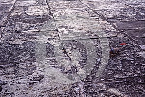 Bird with Stone floor texture