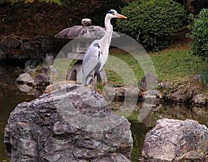 Pájaro en piedra jardín 