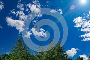 Bird stork in flight against the blue sky