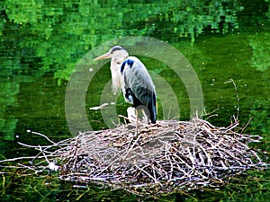 bird, stork, heron, nature, animal, white, nest, birds, wildlife, water, egret, beak, wild, storks, feather, green, feathers, fami