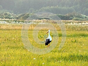 Bird Stork walking through pasture.