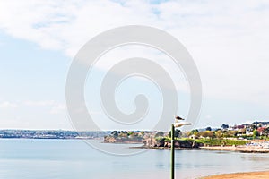 Bird on the street lamp, beautiful bay over the ocean, in the ba