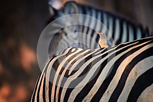 Bird and stripes. African red-billed oxpecker ride on back of zebra, looking for ticks. Mutualism between african animals. Mana