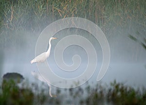 Pájaro camina de acuerdo a Agua niebla sobre el países 