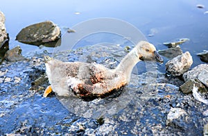 Bird stuck in polluted water with tar. Dying animals in industrial wastes. Dirty rivers and oceans with oil. Small goose in danger