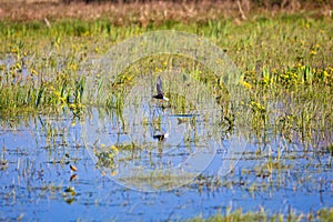 Bird on submerged area, Biebrza spring swamps