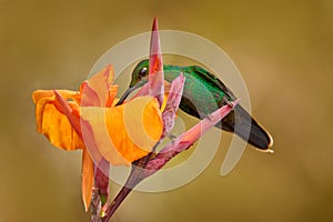 Bird sucking nectar. Costa Rica wildlife. Green-crowned Brilliant, Heliodoxa jacula, beautiful bloom. Heliconia red flower with