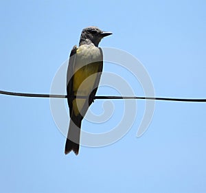 Bird Suiriri tropical Tyannus melancholicus