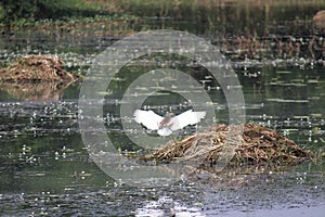 Bird at Sultanpur National Park