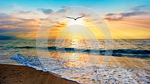 Bird Sun Ray Flying Beach Sea Sunset Divine Inspiration Sunrise Image