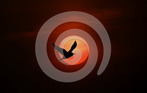 Bird and sun silhouette