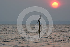 Bird at sunset