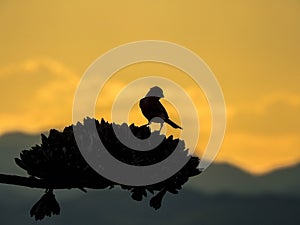 Bird Sunset silhouette