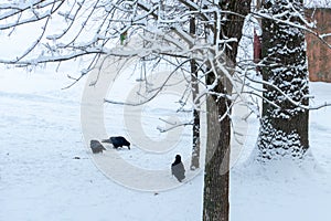 Bird survival in winter in the city. A flock of crows in the snow in search of food. A lot of snow and large drifts hide the foot