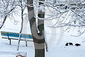 Bird survival in winter in the city. A flock of crows in the snow in search of food. A lot of snow and large drifts hide the foot