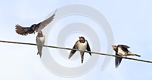 The bird is the swallow flew in to feed their young on wires on