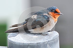 bird swallow /martlet close up