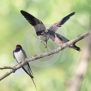 Bird swallow and two Chicks sitting on a branch on the shore