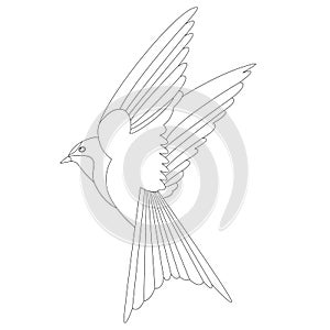Bird swallow vector illustration lining draw