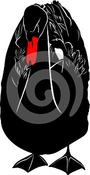 Bird swan isolated on white background