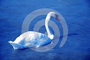 Bird swan Lake