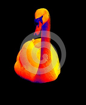 Bird Swan in scientific high-tech thermal imager