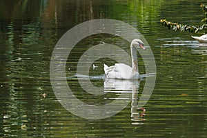 Bird,Swan.