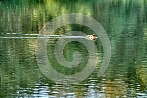 Bird swimming in the water