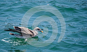 Bird swimming on the water and eating With Space On The Top For Text Or Logo photo