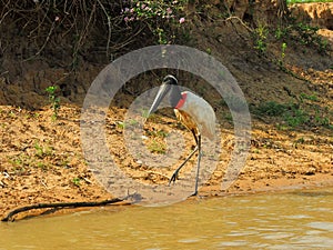 tuiuiu  bird symbol of the brazilian marshland photo