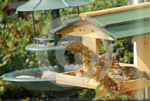 Bird Table